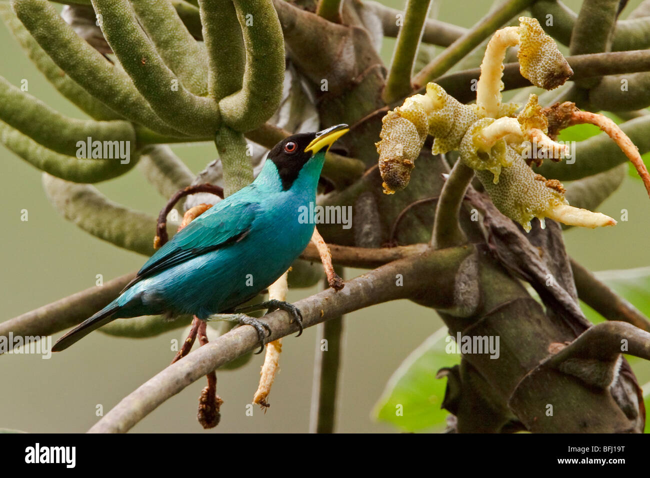 Green Honeycreeper (Chlorophanes spiza) perched on a branch near Podocarpus National Park in southeast Ecuador. Stock Photo