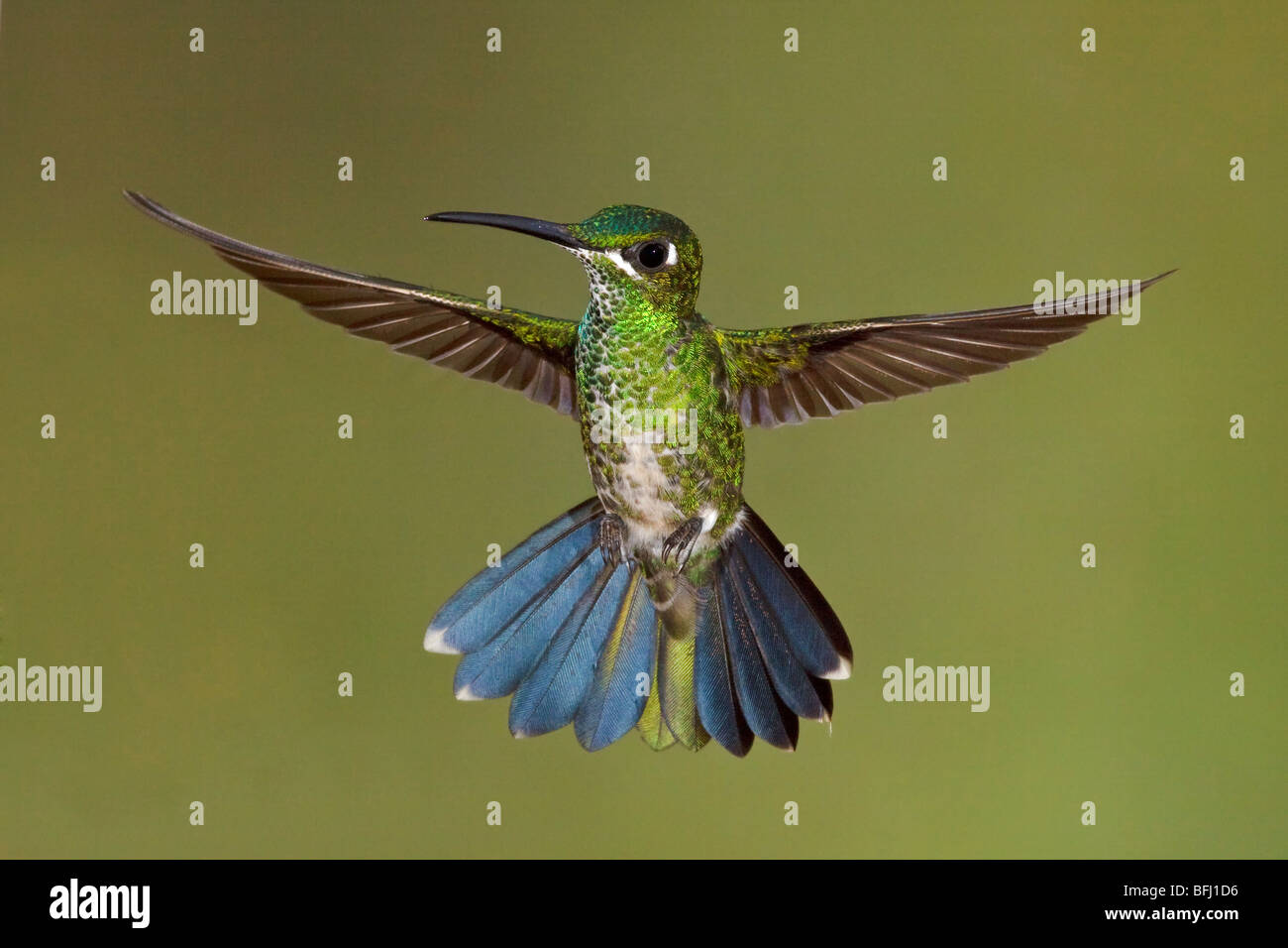 Green-crowned Brilliant (Heliodoxa jacula) feeding at a flower while flying at Bueneventura Lodge in southwest Ecuador. Stock Photo