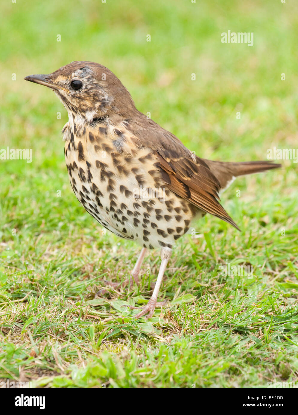 Song thrush, Turdus iliacus, on the ground on the Isles of Scilly Stock Photo