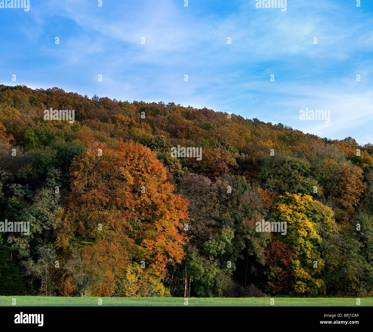 Autumnal colours in the forest of “Stuttgart Riedenberg” Germany Stock ...