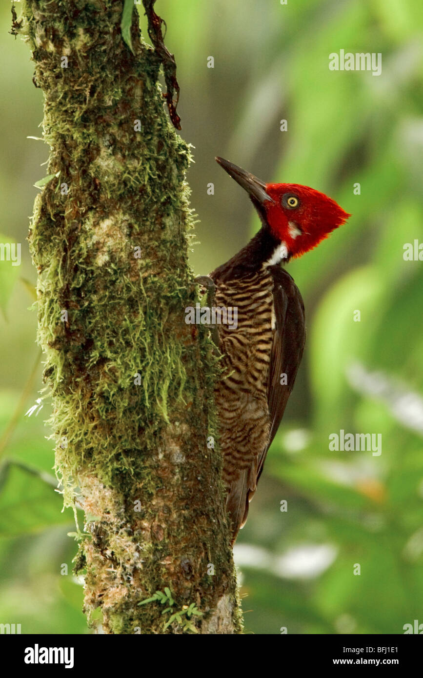 Guayaquil Woodpecker (Campephilus gayaquilensis) perched on a branch in the Milpe reserve in northwest Ecuador. Stock Photo