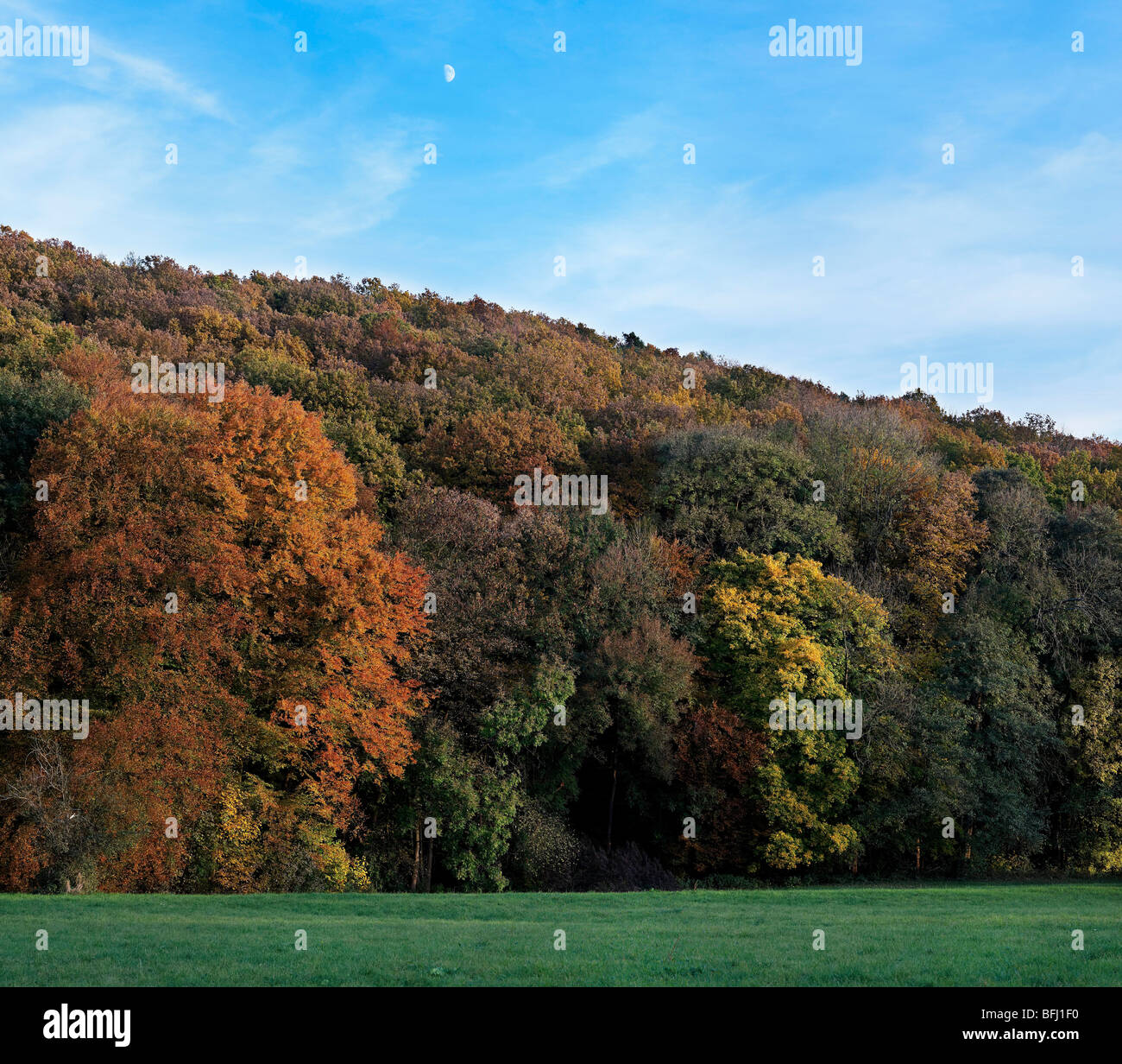 Stuttgart forest hi-res stock photography and images - Alamy