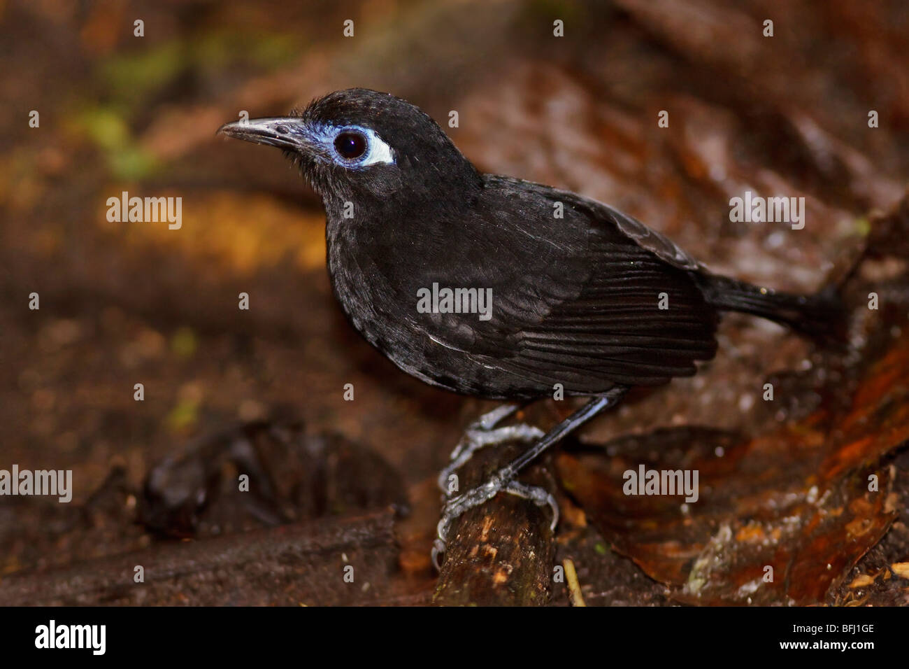 Immaculate Antbird (Myrmeciza immaculata) perched on a branch in the Tandayapa Valley of Ecuador. Stock Photo