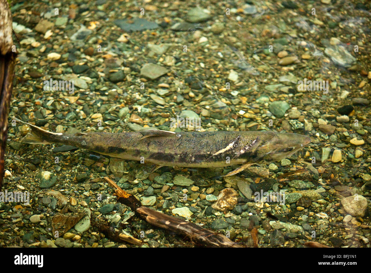 Salmon run at Goldstream Park. Vancouver Island, BC, Canada Stock Photo