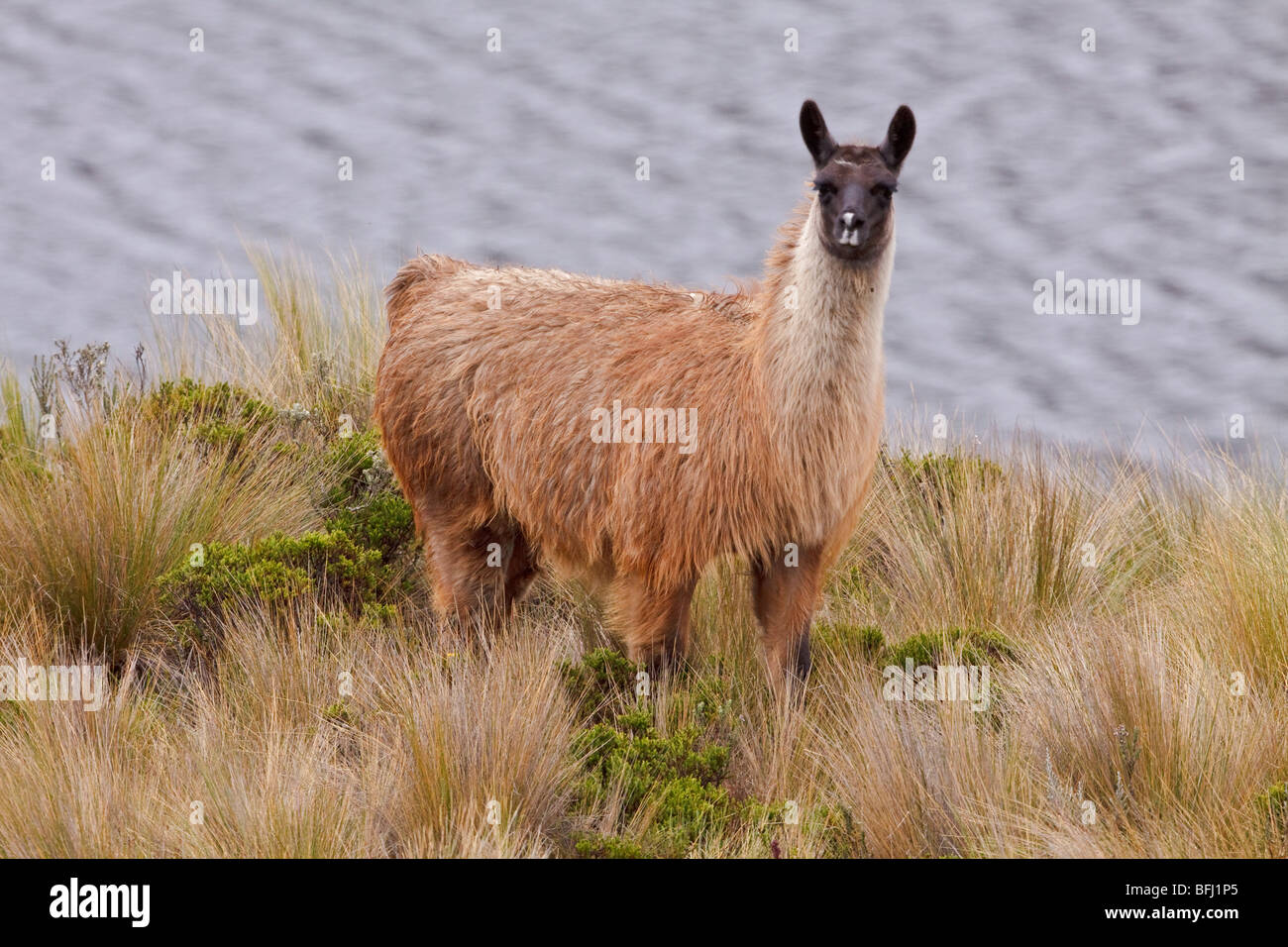 A Llama feeding on the grass in Cajas National Park in southern Ecuador. Stock Photo