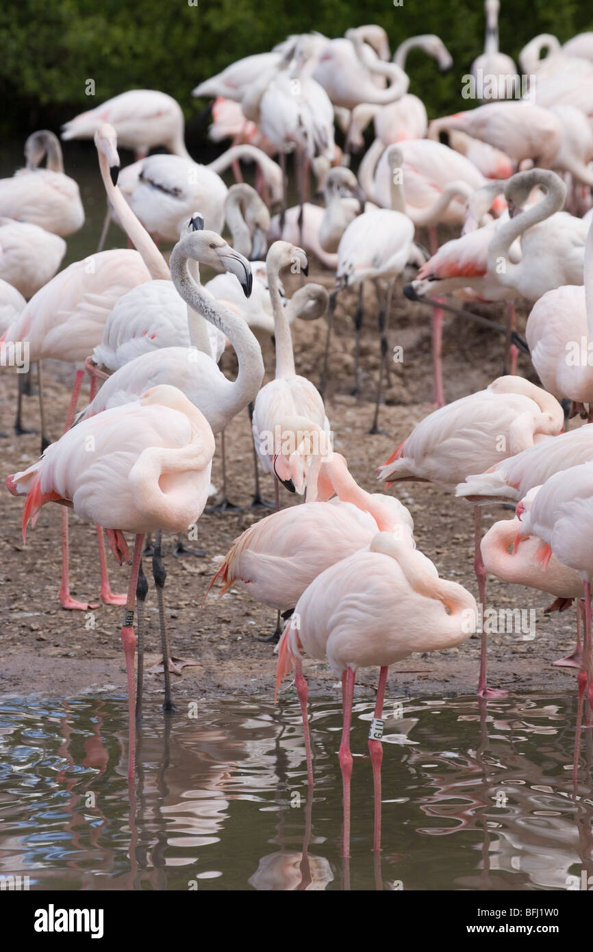 Greater Flamingos (Phoenicopterus ruber). Breeding colony Wildfowl and Wetlands Trust Slimbridge Gloucestershire Stock Photo