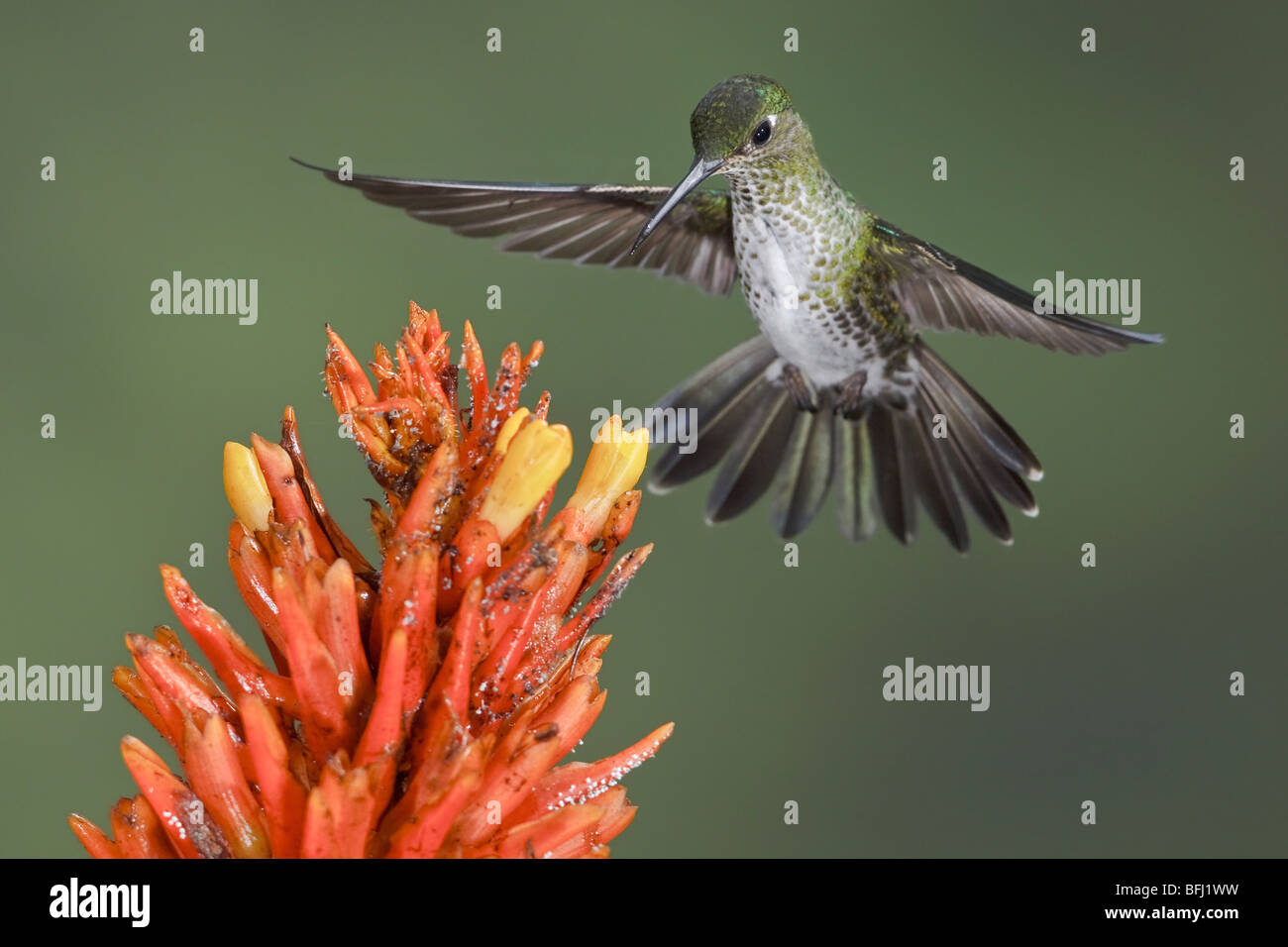 Many-spotted Hummingbird (Taphrospilus hypostictus) feeding at a flower while flying. Wildsumaco reserve in eastern Ecuador. Stock Photo