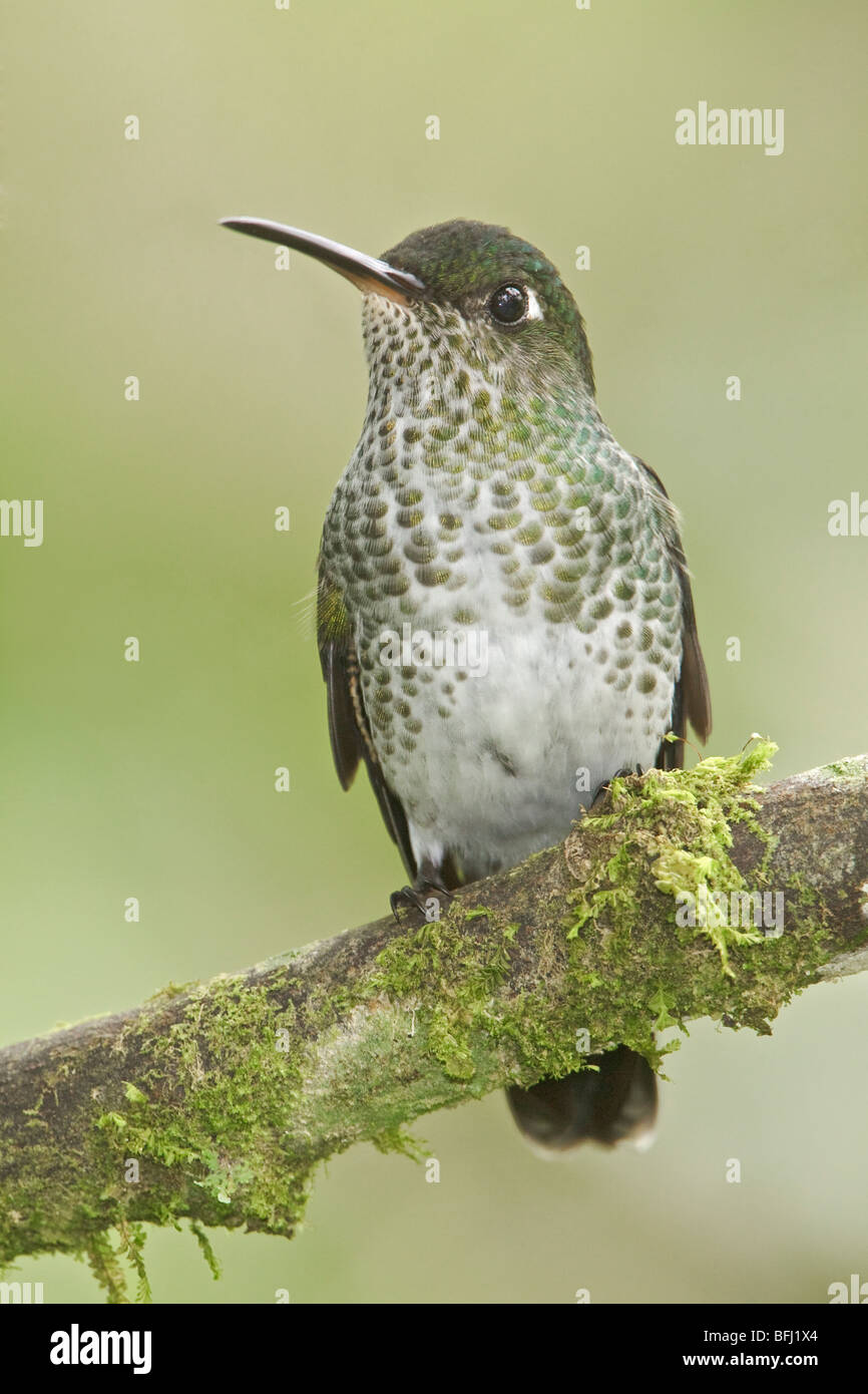 Many-spotted Hummingbird (Taphrospilus hypostictus) perched on a branch at the Wildsumaco reserve in eastern Ecuador. Stock Photo