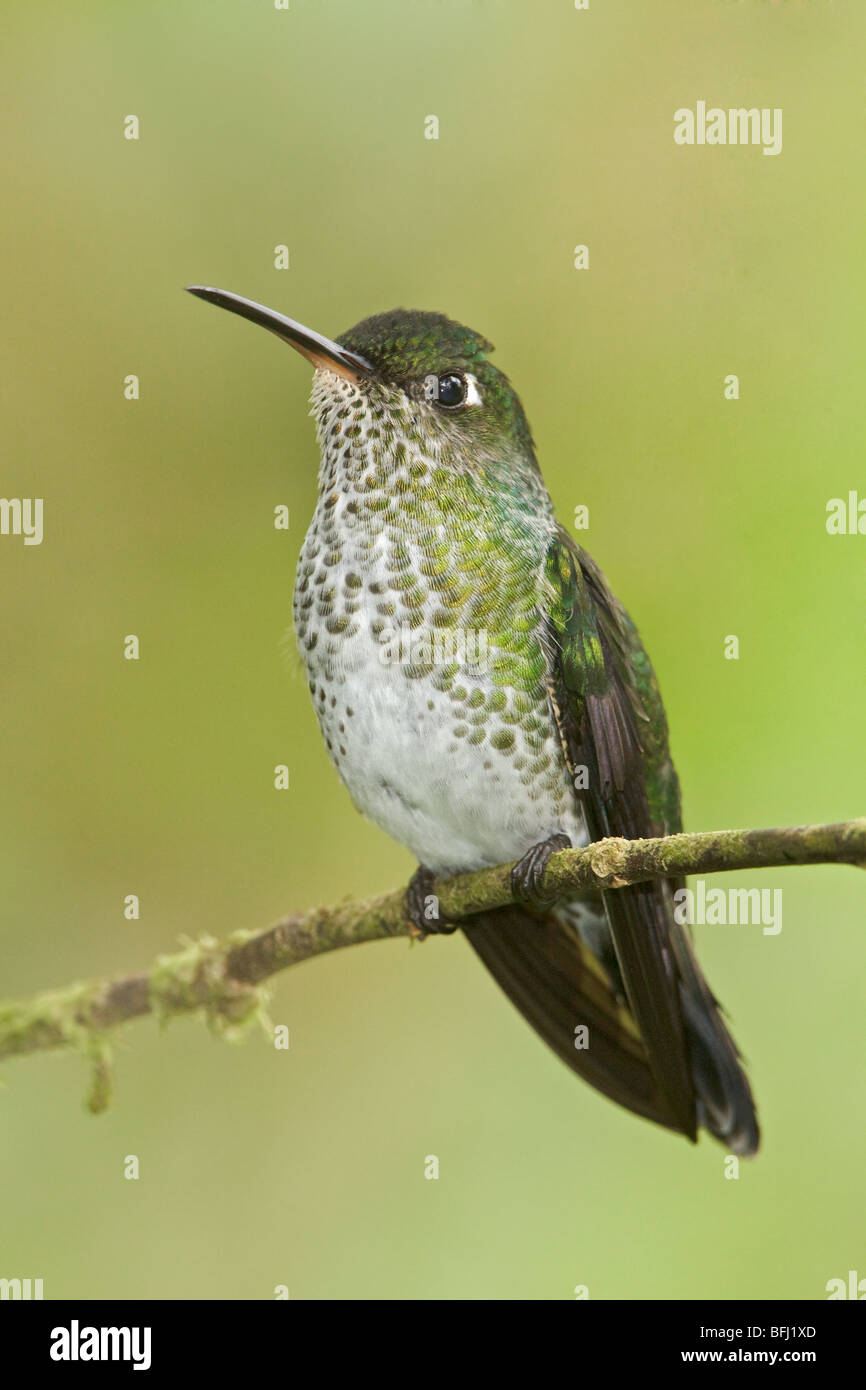 Many-spotted Hummingbird (Taphrospilus hypostictus) perched on a branch at the Wildsumaco reserve in eastern Ecuador. Stock Photo