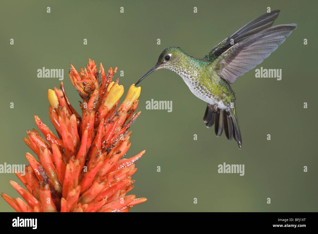 Many-spotted Hummingbird (Taphrospilus hypostictus) feeding at a flower while flying. Wildsumaco reserve in eastern Ecuador. Stock Photo