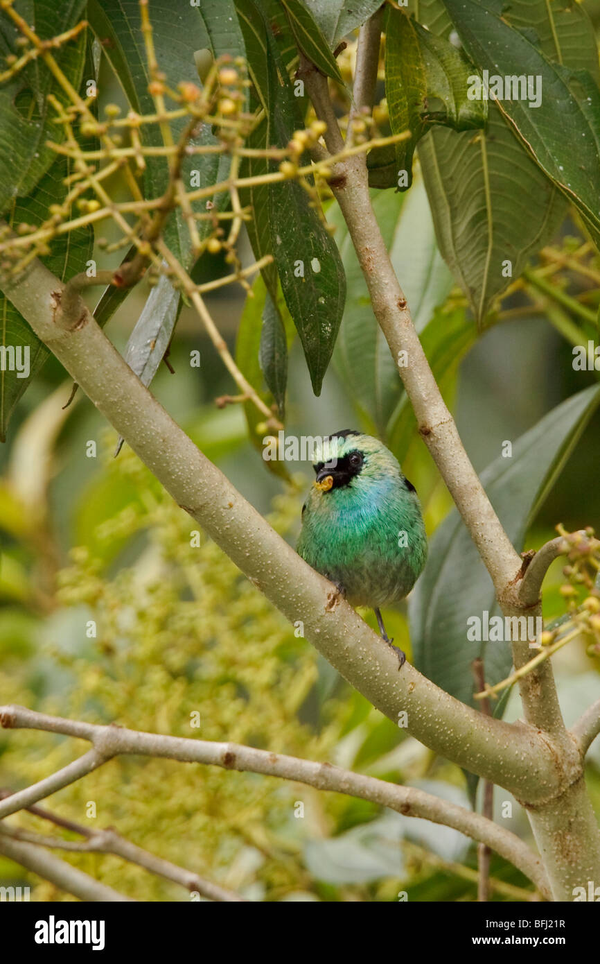 Black-capped Tanager (Tangara heinei) perched on a branch in the Tandayapa Valley of Ecuador. Stock Photo