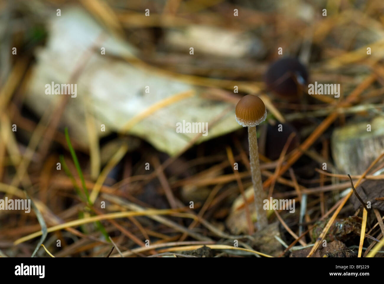 Wild Fungi growing from the forest floor Stock Photo - Alamy