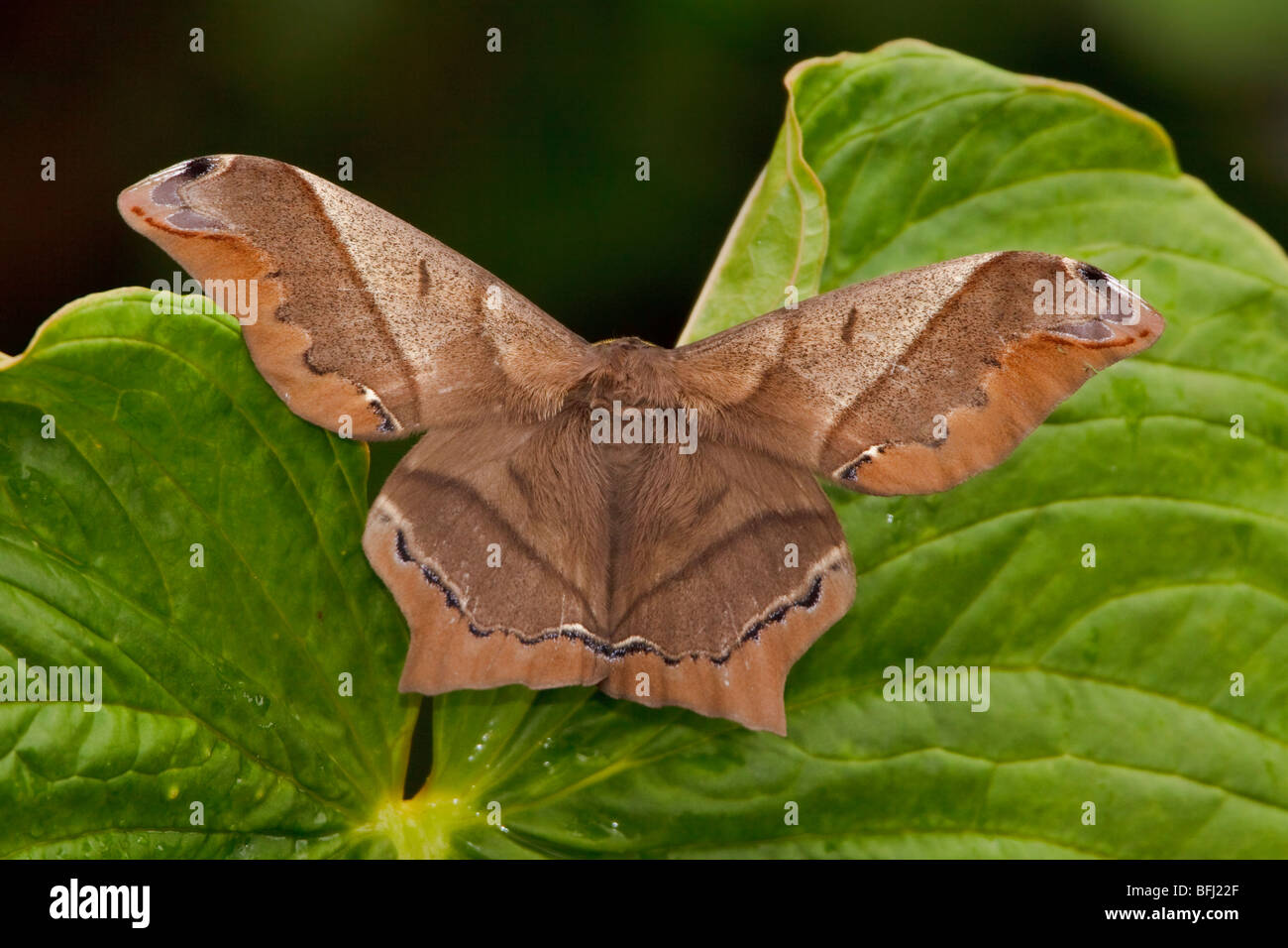 A moth perched on a leaf in the Milpe reserve in northwest Ecuador. Stock Photo