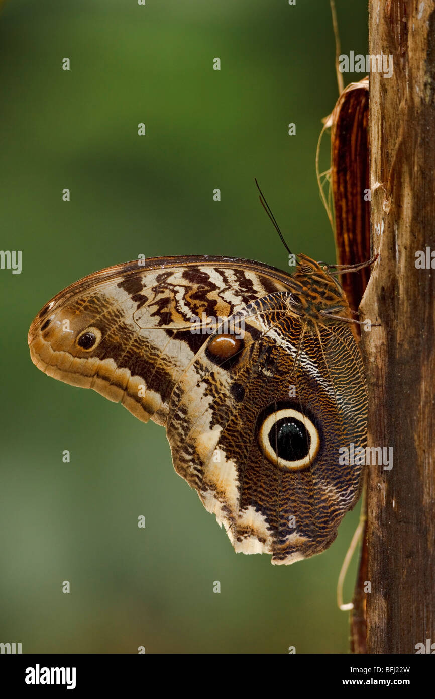 An owl moth perched on a branch in the Milpe reserve in northwest Ecuador. Stock Photo