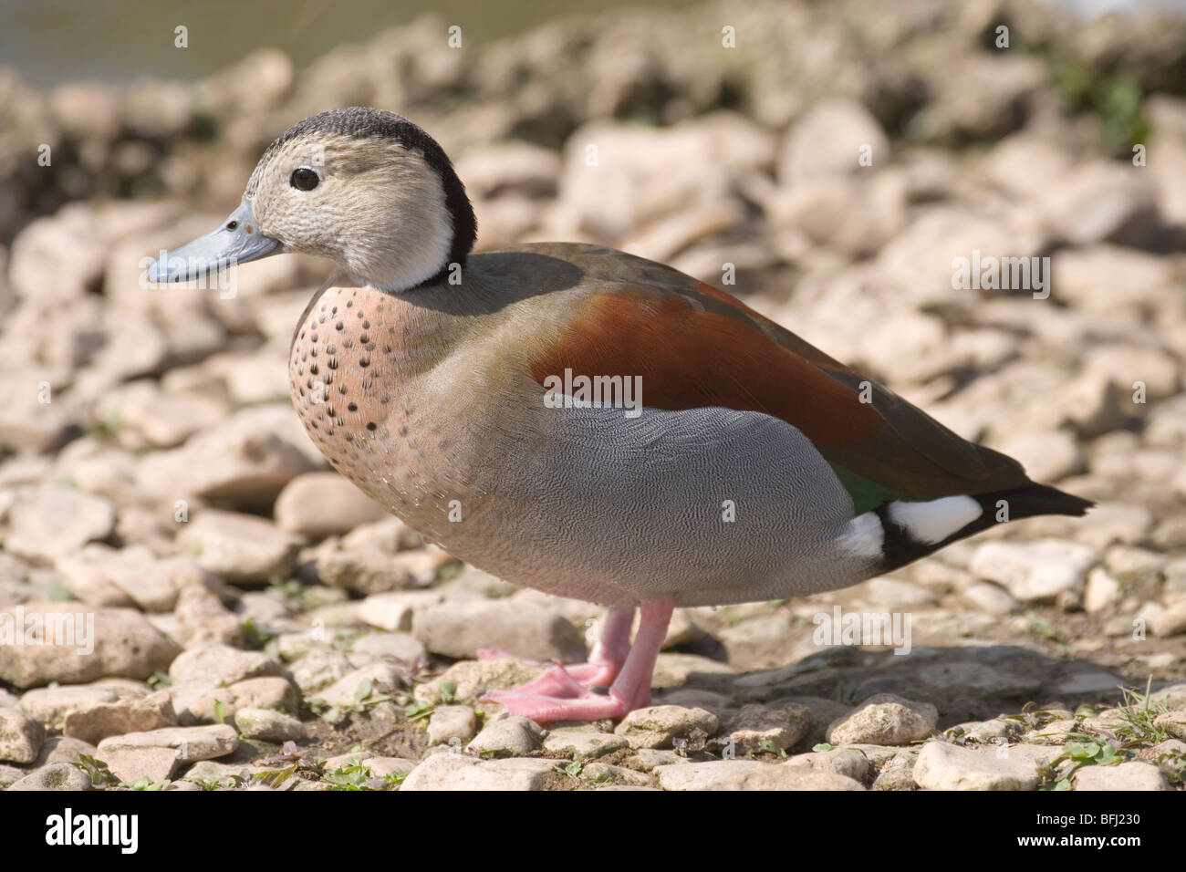 Ringed Teal (Calonetta leucophrys). Male or drake. Stock Photo
