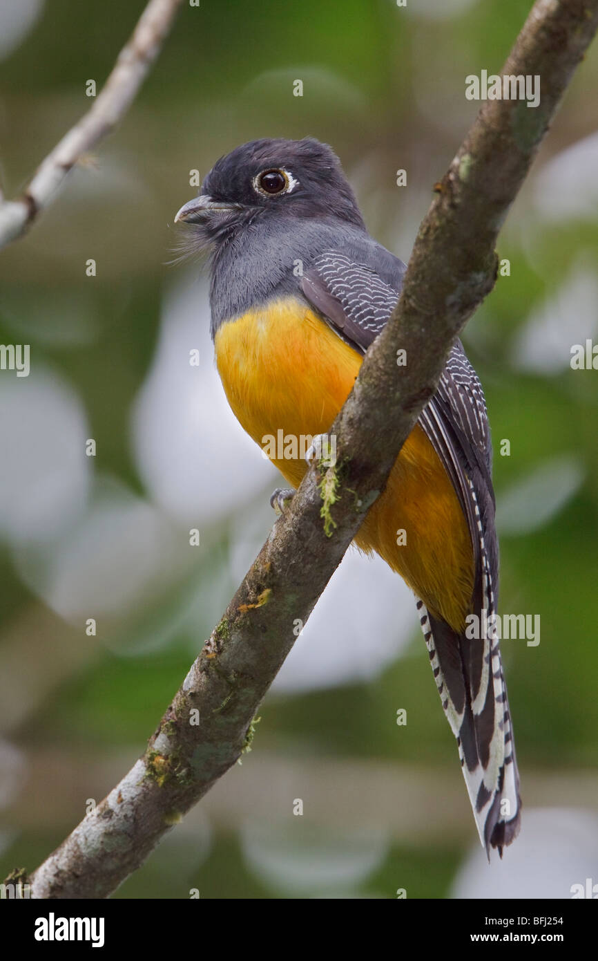Northern Violaceous Trogon (Trogon caligatus) perched on a branch at Buenaventura Lodge in southwest Ecuador. Stock Photo
