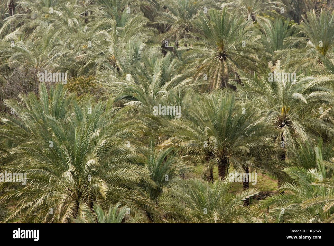 Bidyah, UAE, View from watchtower of area surrounding Al Bidyah Mosque built in 1446 Stock Photo