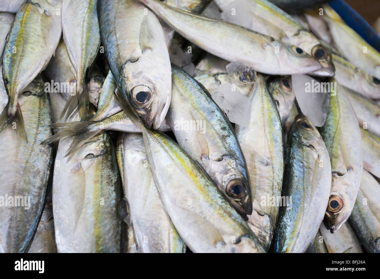 Dubai, UAE, Fresh fish for sale at Shindagha Market in Bur Dubai Stock
