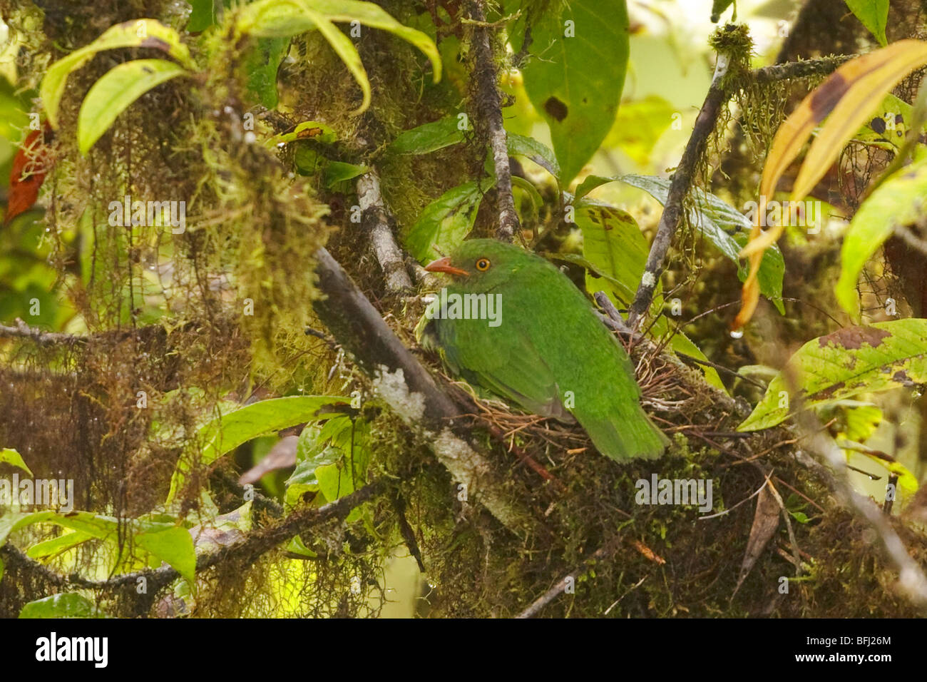 An Orange-breasted Fruiteater (Pipreola jucunda) sitting on her nest in the Tandayapa Valley of Ecuador. Stock Photo