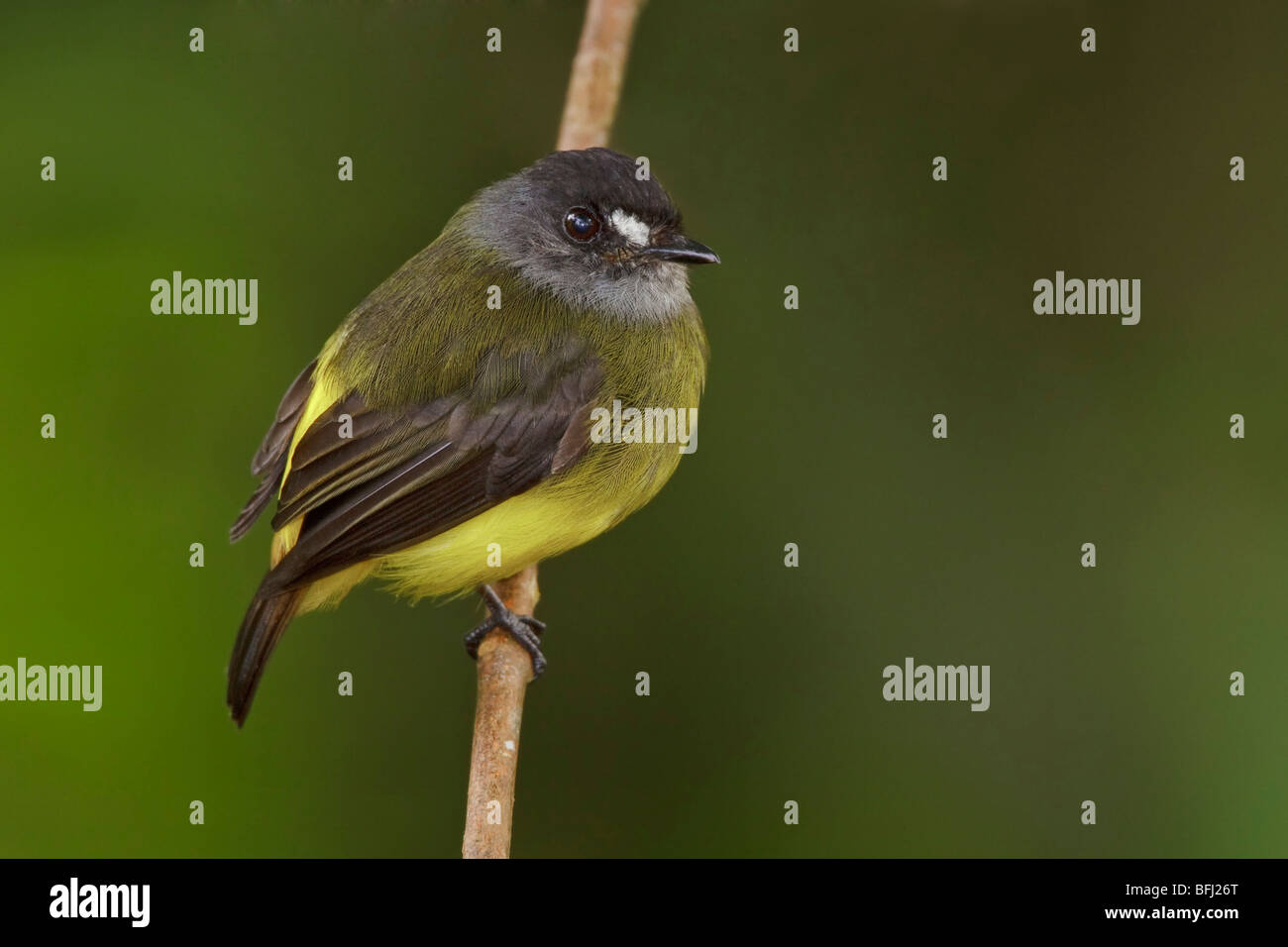 Ornate Flycatcher (Myiotriccus ornatus) perched on a branch in the Milpe reserve in northwest Ecuador. Stock Photo