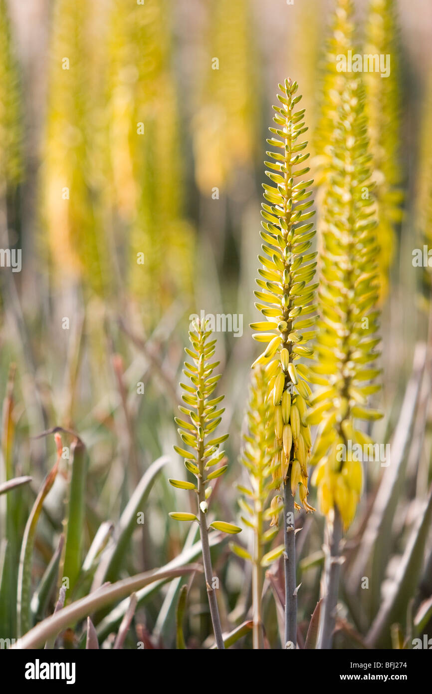 Dubai, UAE, Colourful yellow flowers in gardens at Creekside Park in Bur Dubai Stock Photo Alamy