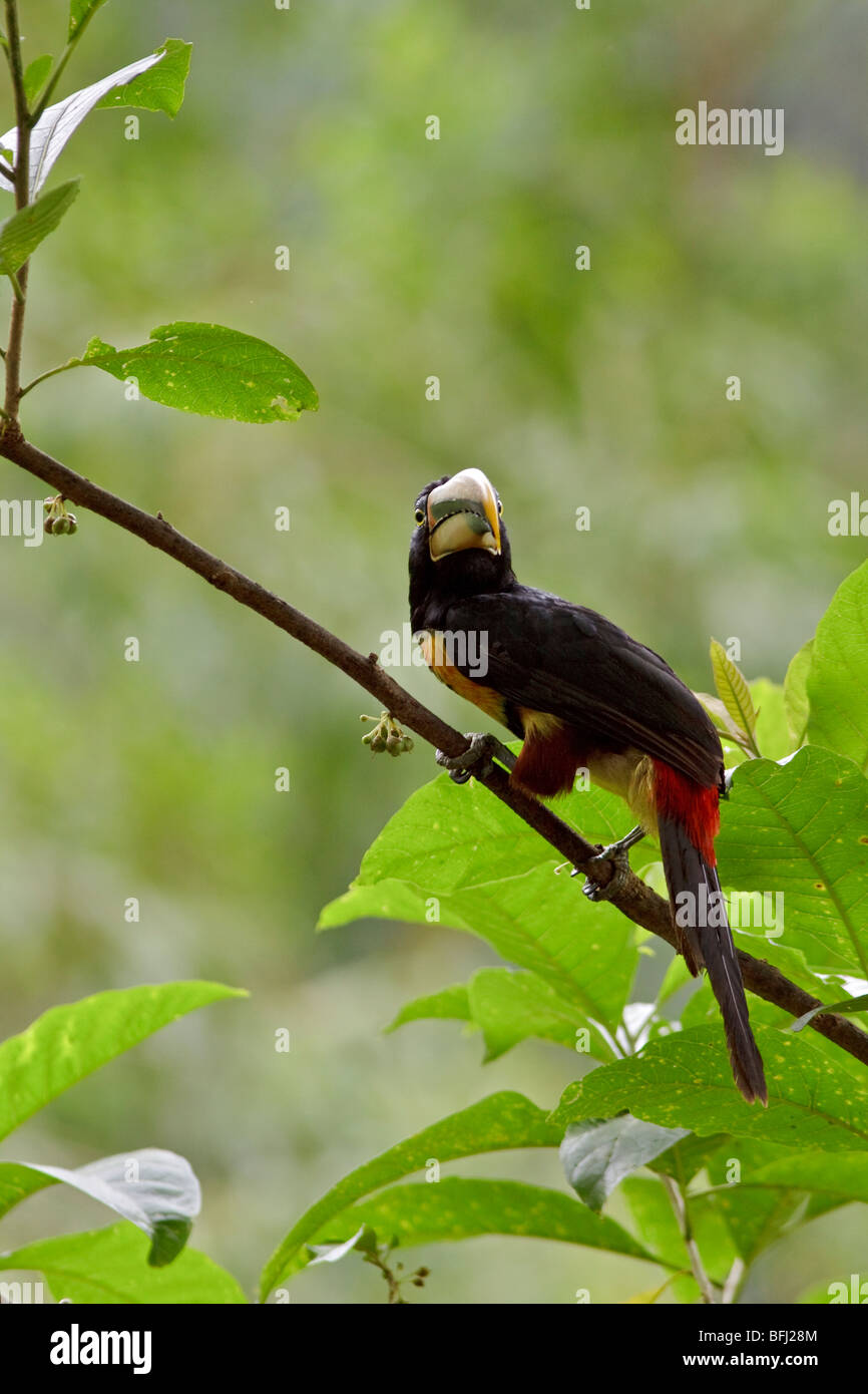 Pale-mandibled Aracari (Pteroglossus erythropygius) perched on a branch at Buenaventura Lodge in southwest Ecuador. Stock Photo