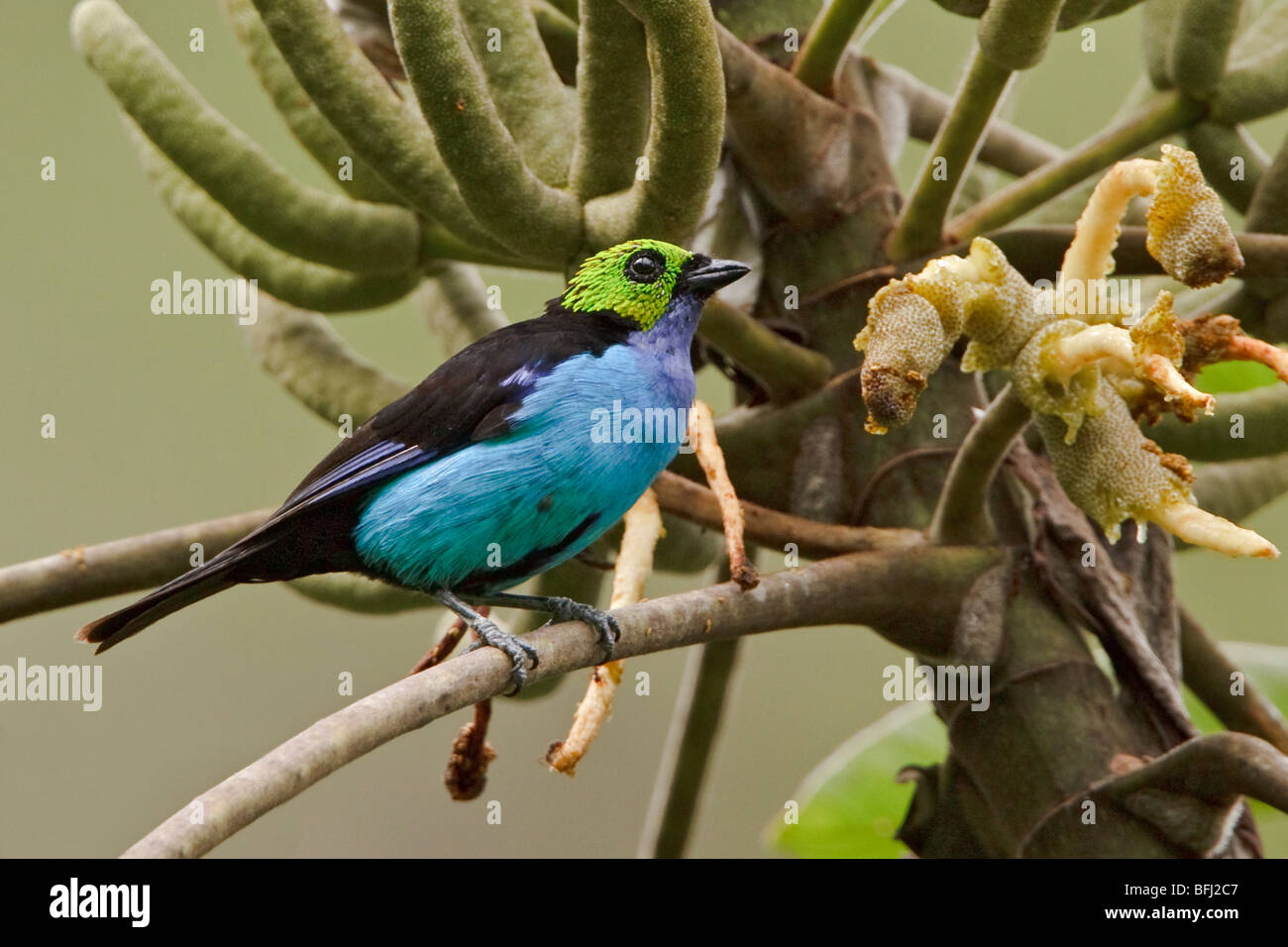 Paradise Tanager (Tangara chilensis) perched on a branch near Podocarpus National Park in southeast Ecuador. Stock Photo