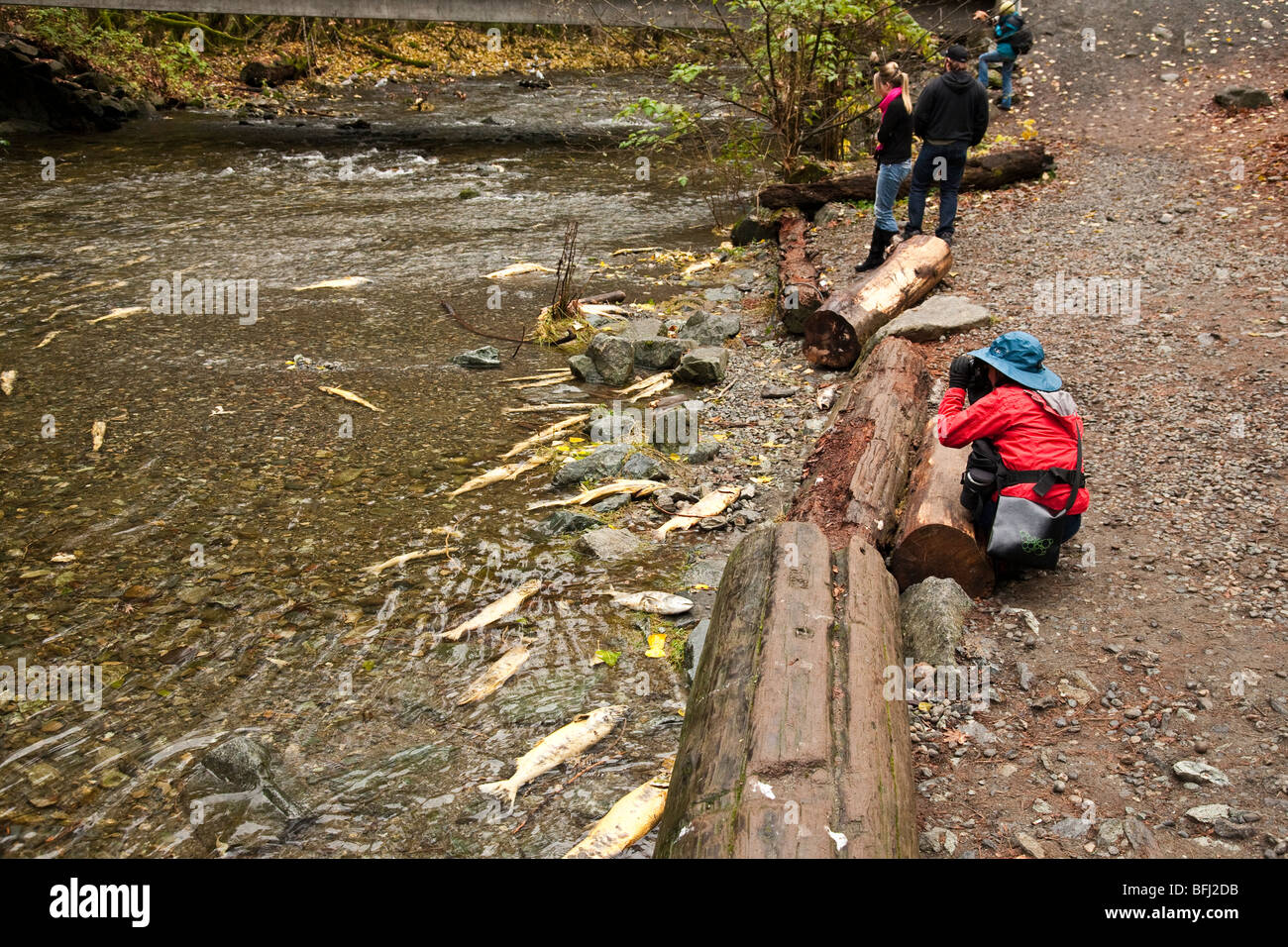 Salmon run at Goldstream Park. Vancouver Island, BC, Canada Stock Photo