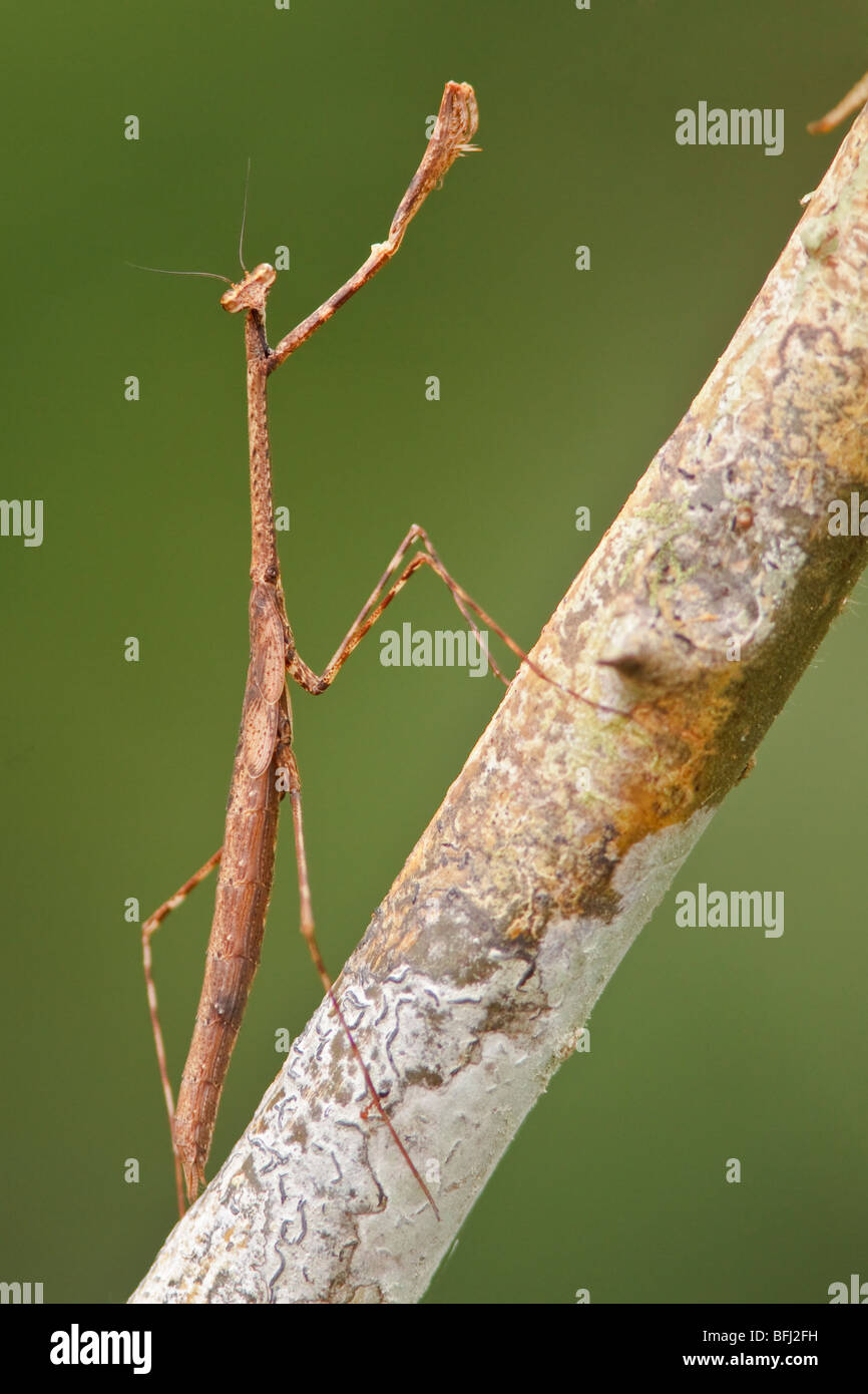 A Praying Mantis speciesl in Podocarpus national Park in southeast Ecuador. Stock Photo