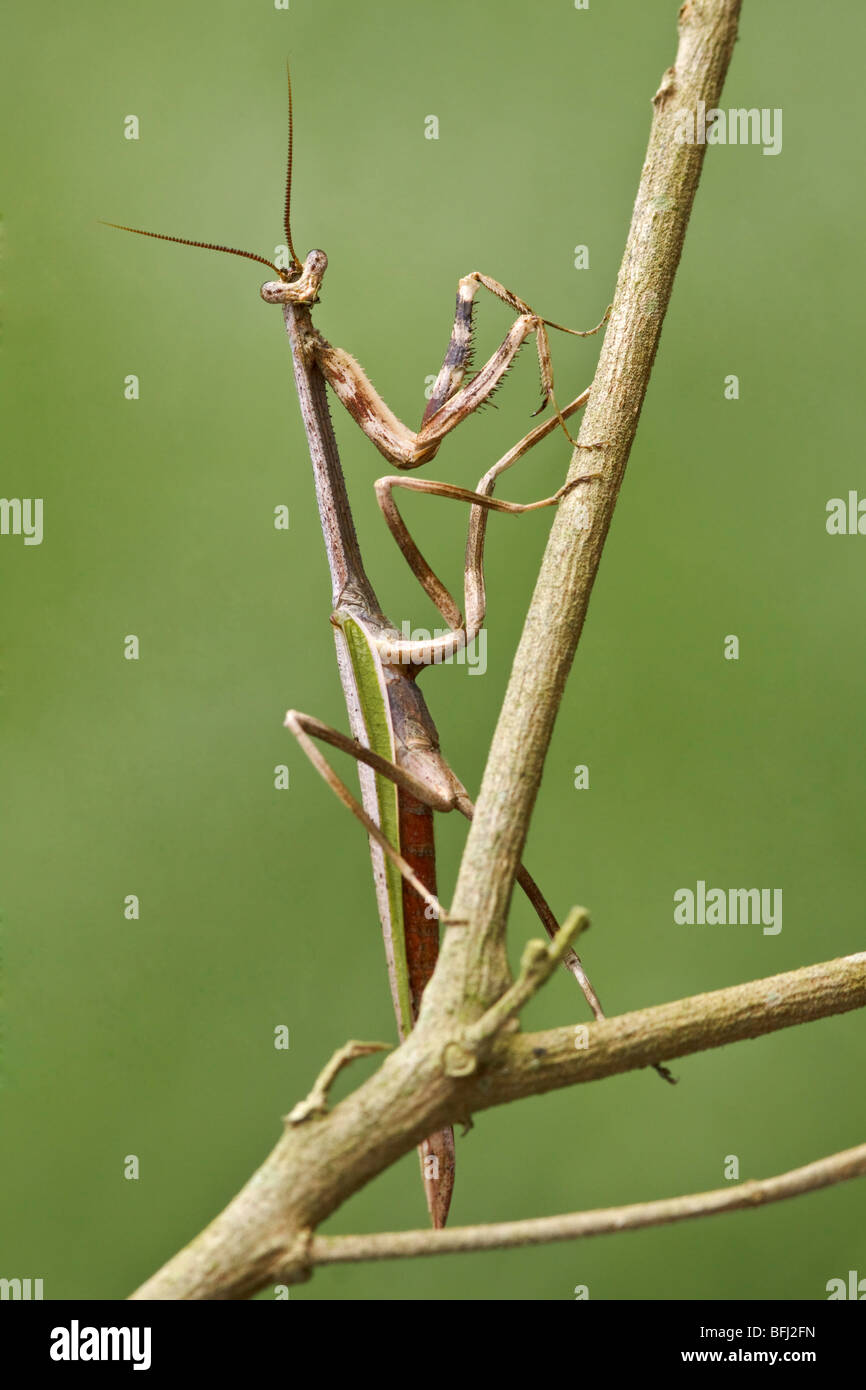 A Praying Mantis perched on a branch at the Mindo Loma  reserve in northwest Ecuador. Stock Photo