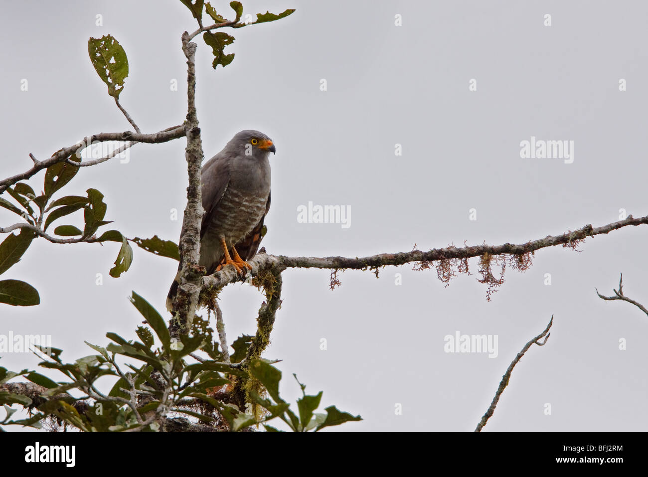 Roadside Hawk (Buteo magnirostris) perched on a branch in the Milpe reserve in northwest Ecuador. Stock Photo
