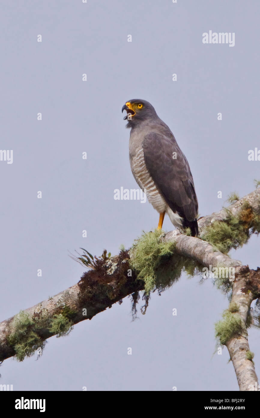 Roadside Hawk (Buteo magnirostris) perched on a branch at the Mindo Loma  reserve in northwest Ecuador. Stock Photo