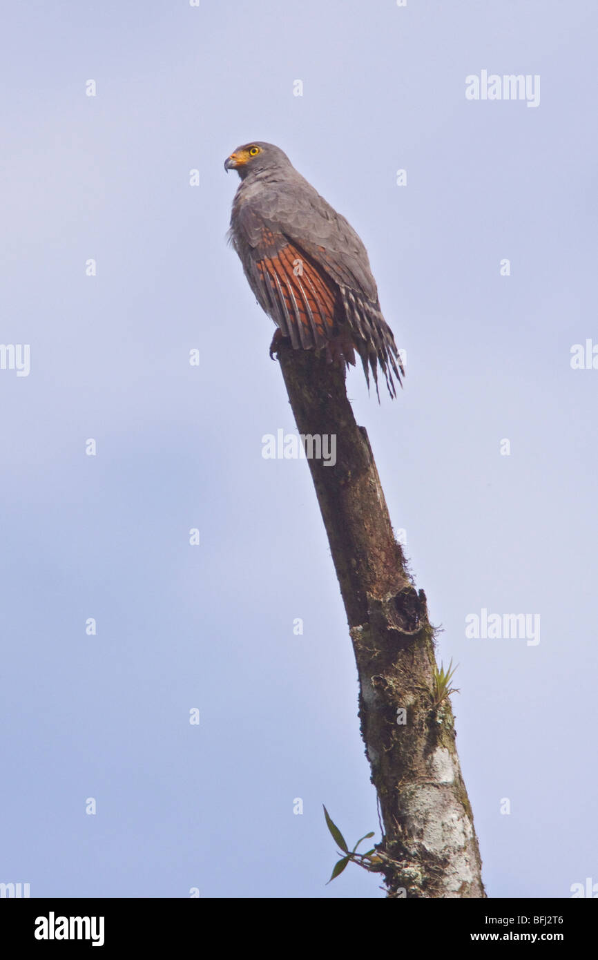Roadside Hawk (Buteo magnirostris) perched on a branch at the Rio Palenque reserve in northwest Ecuador. Stock Photo