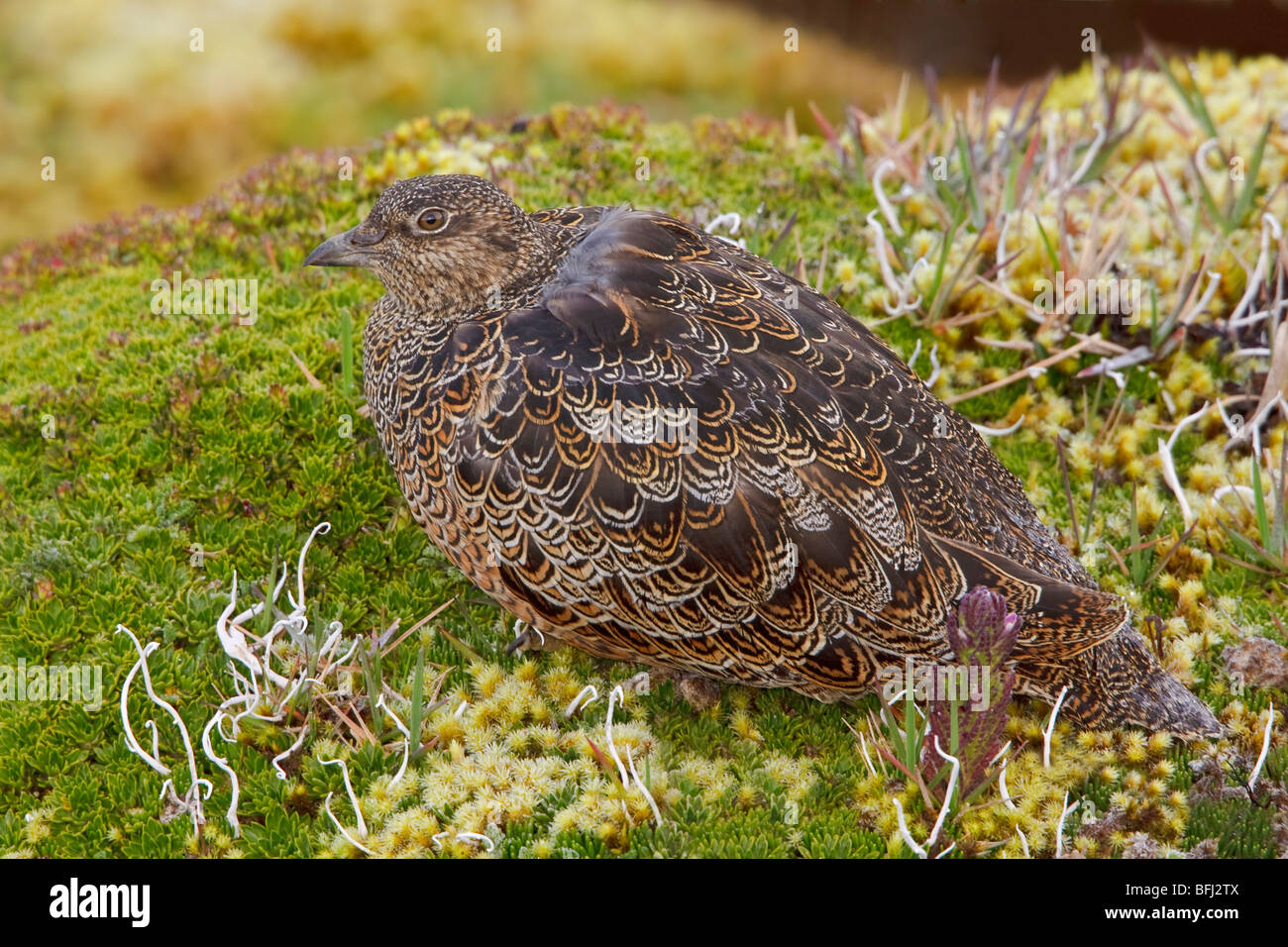 Rufous-bellied Seedsnipe (Attagis gayi) perched on paramo vegetation in the highlands of Ecuador. Stock Photo