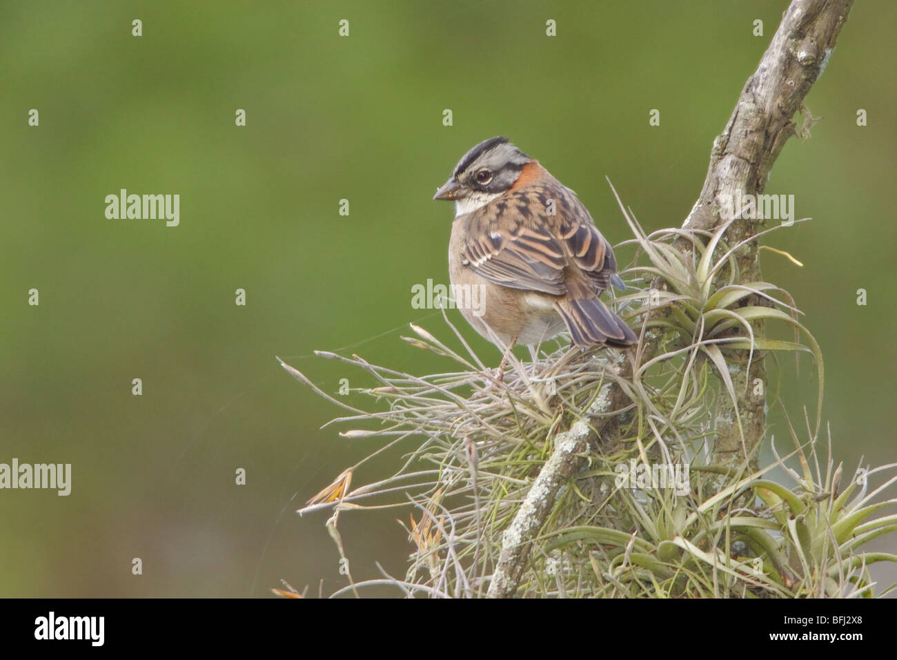 Rufous-collared Sparrow (Zonotrichia capensis) perched on a branch at the Jerusalem reserve in central Ecuador. Stock Photo