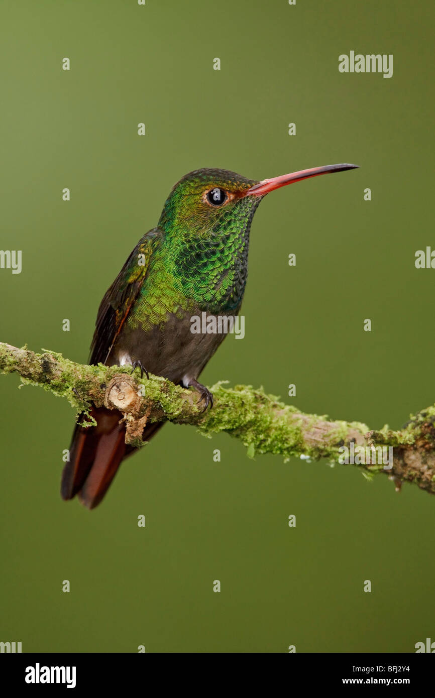 Rufous-tailed Hummingbird (Amazilia tzacatl) perched on a branch in the Milpe reserve in northwest Ecuador. Stock Photo