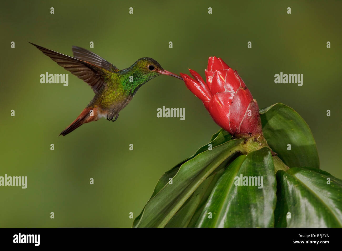 Rufous-tailed Hummingbird (Amazilia tzacatl) feeding at a flower while flying in the Milpe reserve in northwest Ecuador. Stock Photo