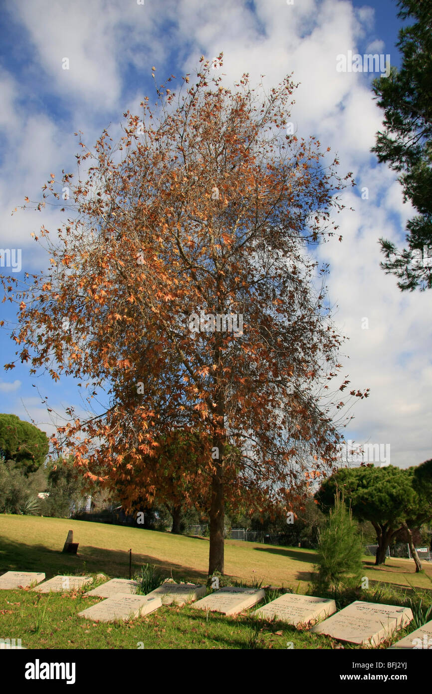 Sharon park hires stock photography and images Alamy