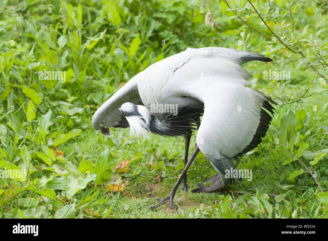 Demoiselle Crane (Anthropoides virgo). 'Broken wing' distraction display. Attempting to lead a perceived predator away from nest Stock Photo