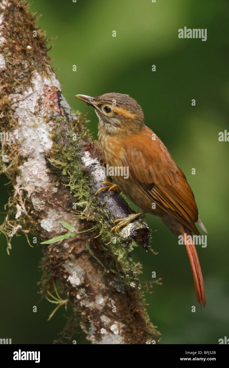 perched on a branch in the Milpe reserve in northwest Ecuador. Stock Photo