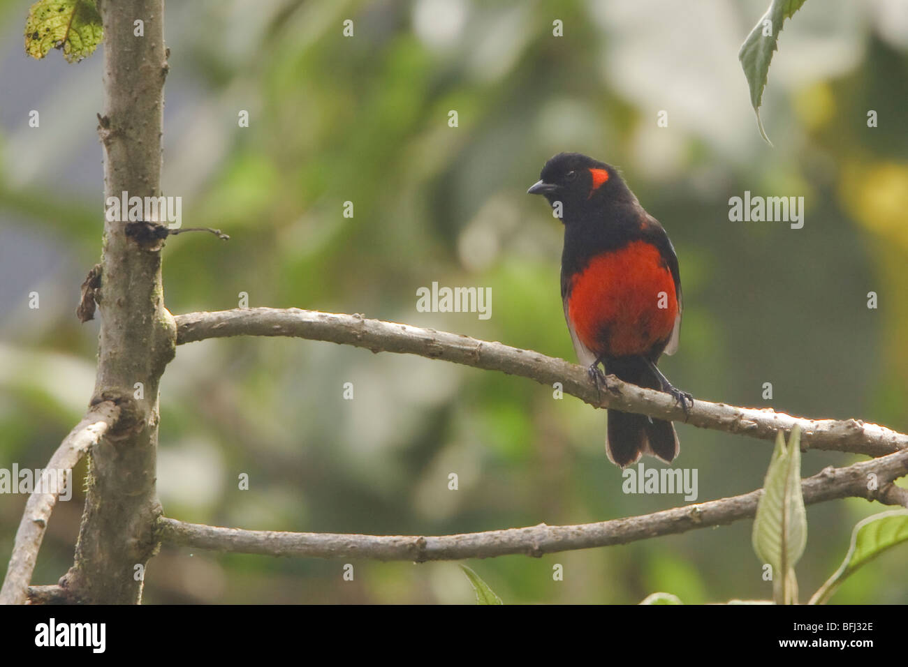 Scarlet-breasted Mountain-Tanager (Anisognathus igniventris) perched on a branch at the Yanacocha reserve in central Ecuador. Stock Photo