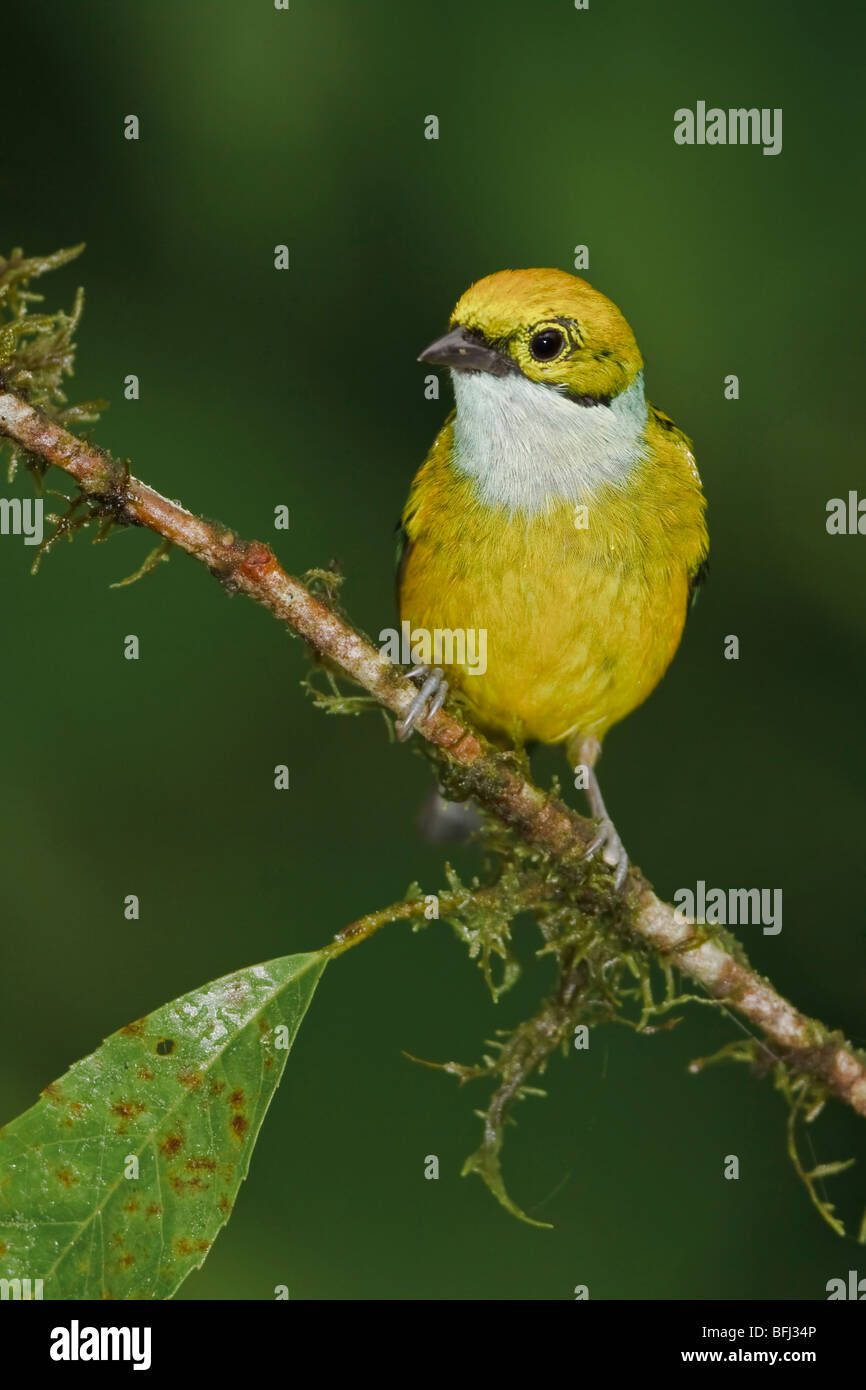 Silver-throated Tanager (Tangara icterocephala) perched on a branch in the Milpe reserve in northwest Ecuador. Stock Photo