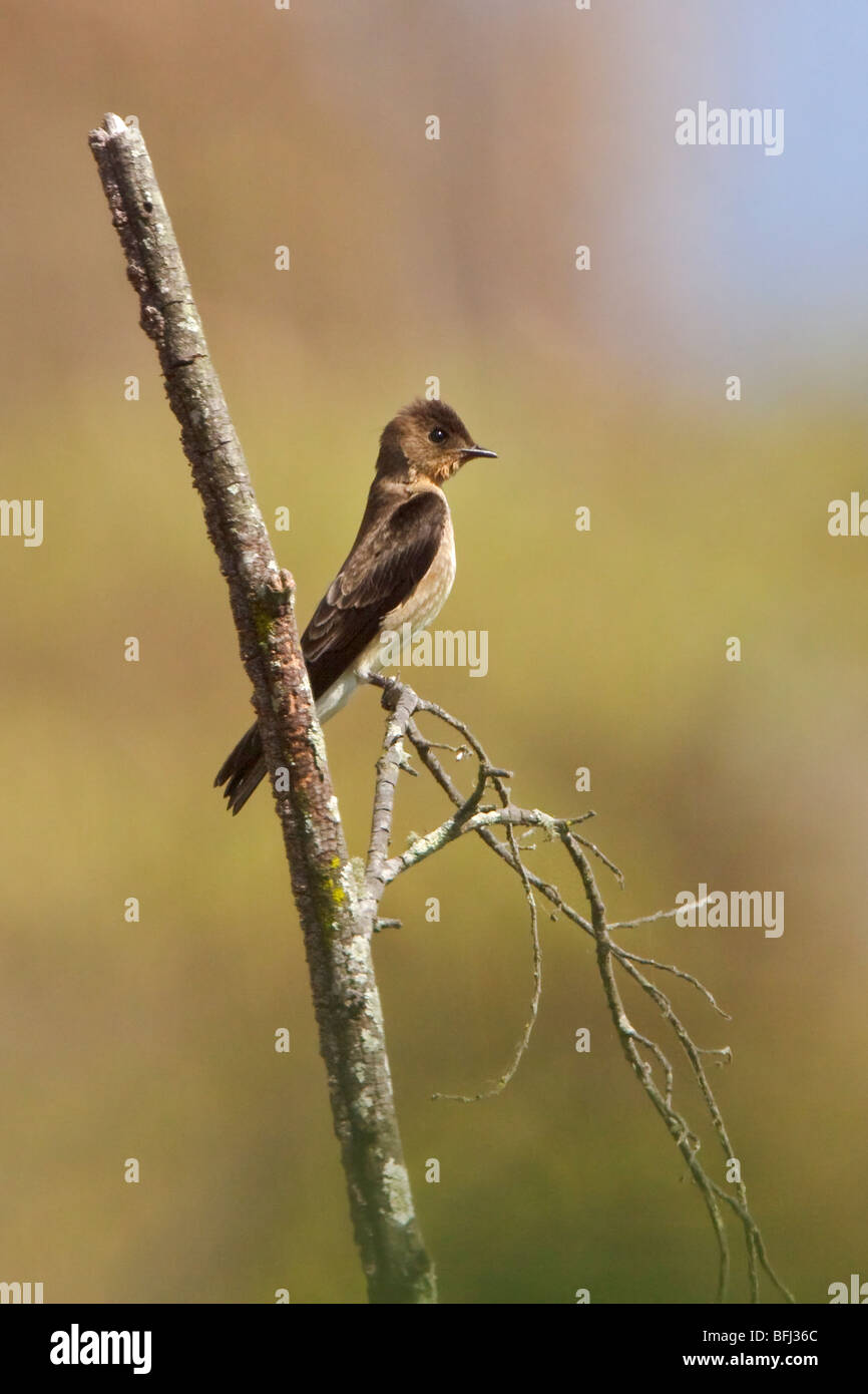 Southern Rough-winged Swallow (Stelgidopteryx reficollis) perched on a branch near the coast of Ecuador. Stock Photo