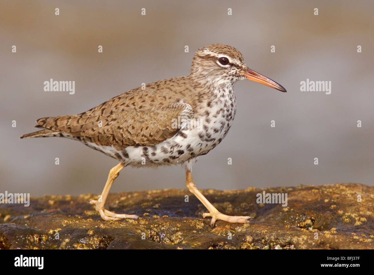 Spotted Sandpiper (Actitis macularia) perched on a rock near the coast of Ecuador. Stock Photo