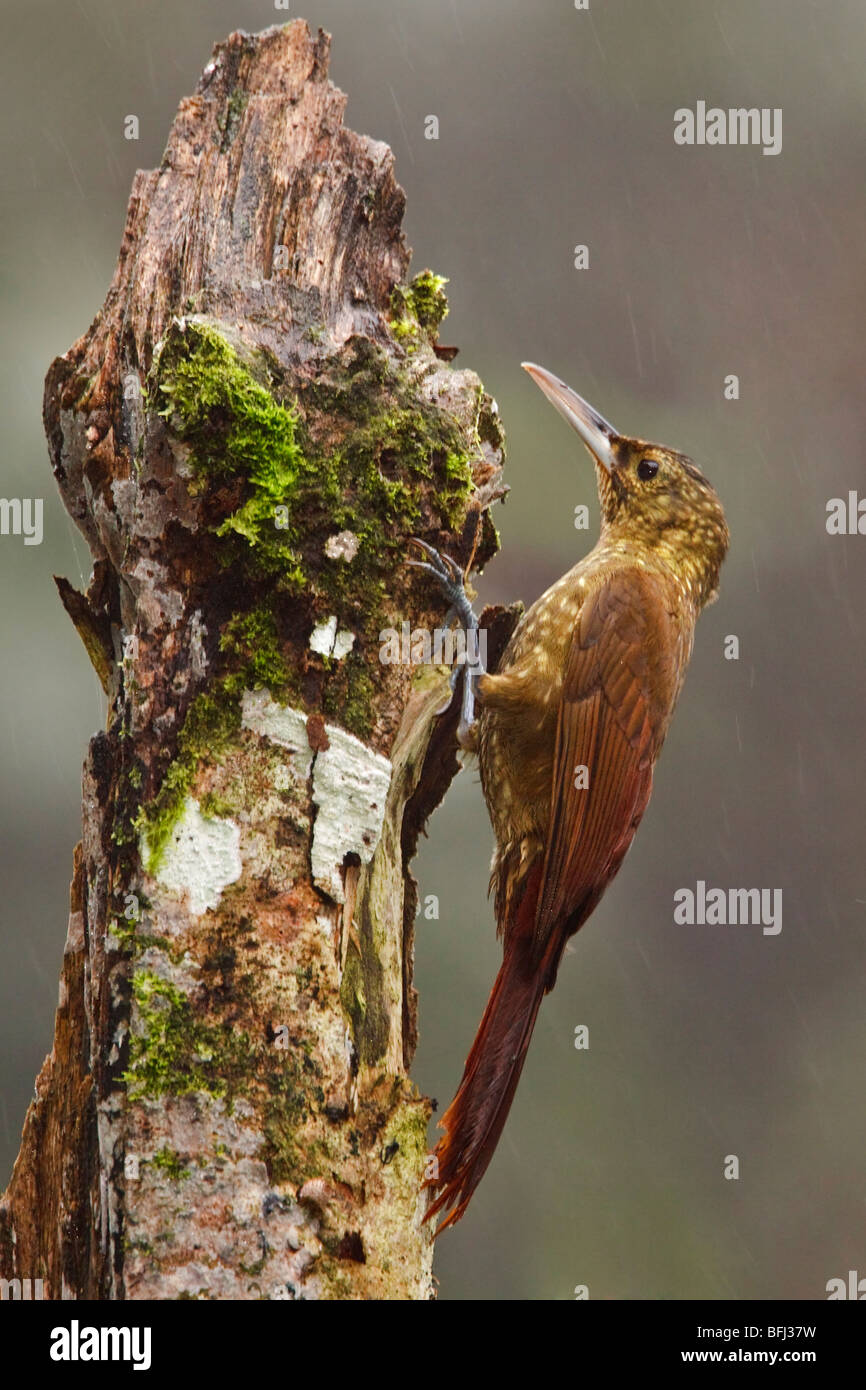 Spotted Woodcreeper (Xiphorhynchus erythropygius) perched on a branch in the Milpe reserve in northwest Ecuador. Stock Photo