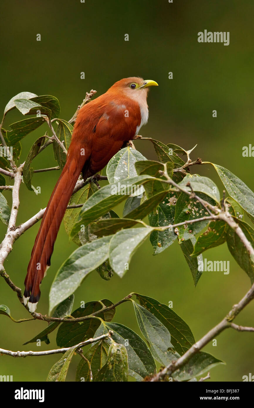 Squirrel Cuckoo (Piaya cayana) perched on a branch in the Tandayapa Valley of Ecuador. Stock Photo