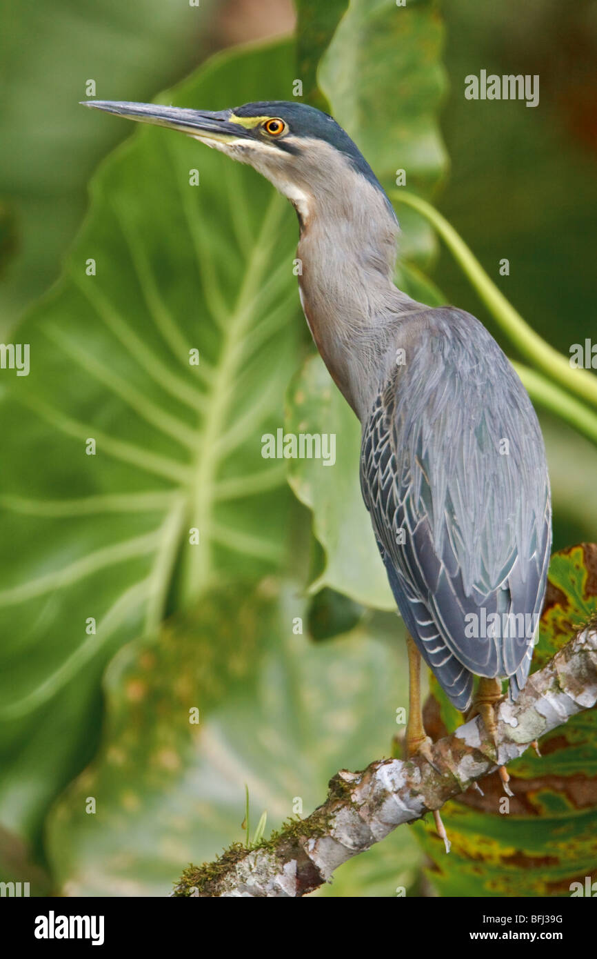 Striated Heron (Butorides striatus) perched on a branch near the Napo River in Amazonian Ecuador. Stock Photo