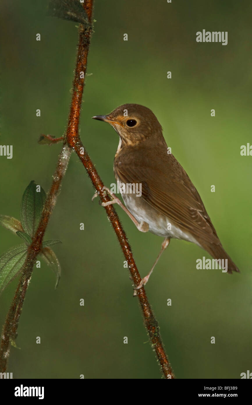 Swainson's Thrush (Catharus ustulatus) perched on a branch in the Milpe reserve in northwest Ecuador. Stock Photo