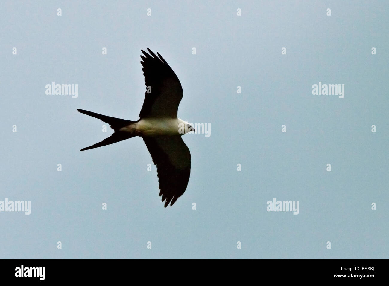 Swallow-tailed Kite (Elanoides forficatus) flying overhead in the Tandayapa Valley in northwest Ecuador. Stock Photo