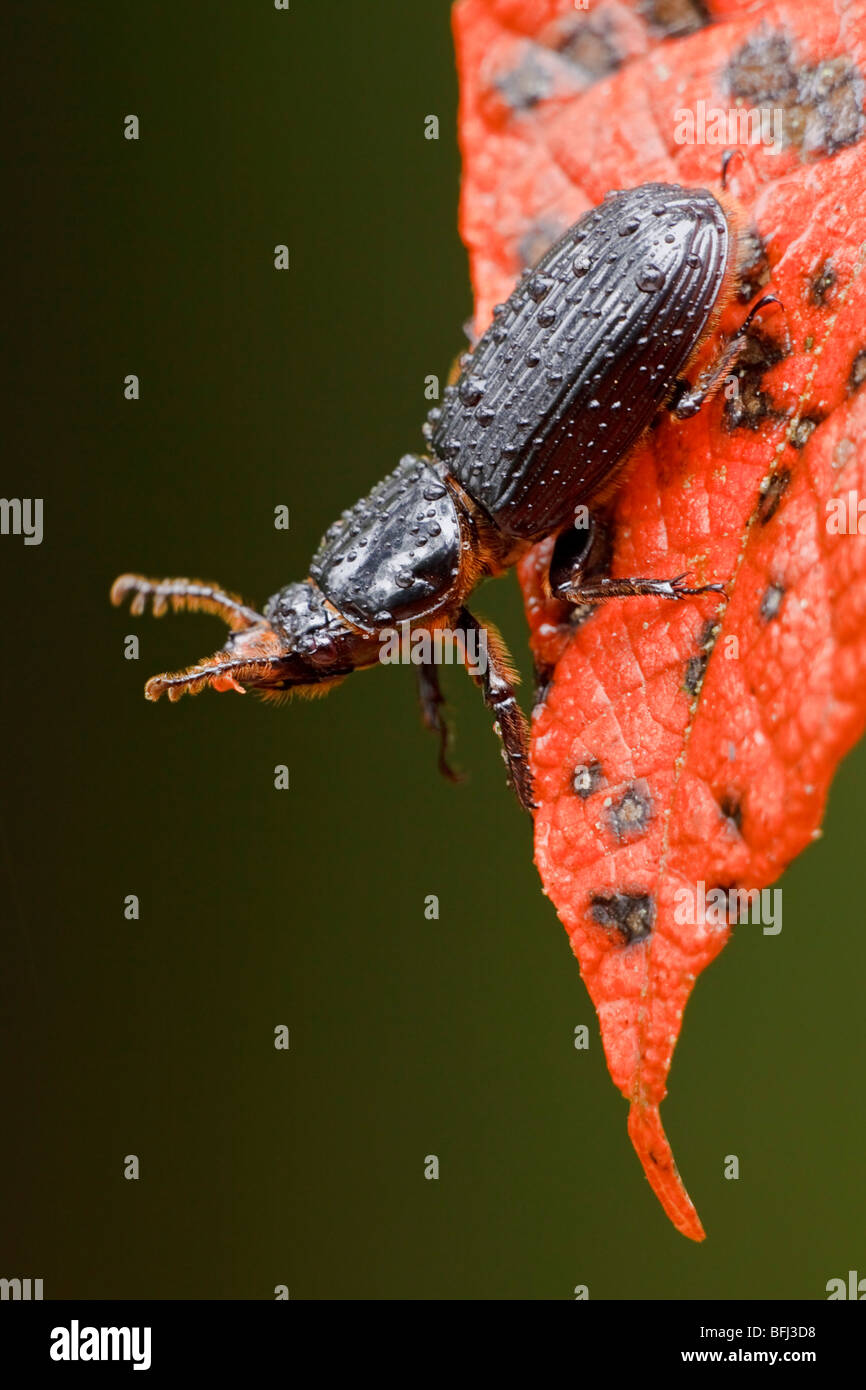 A Beetle perched on s leaf in the Tandayapa Valley of Ecuador Stock ...